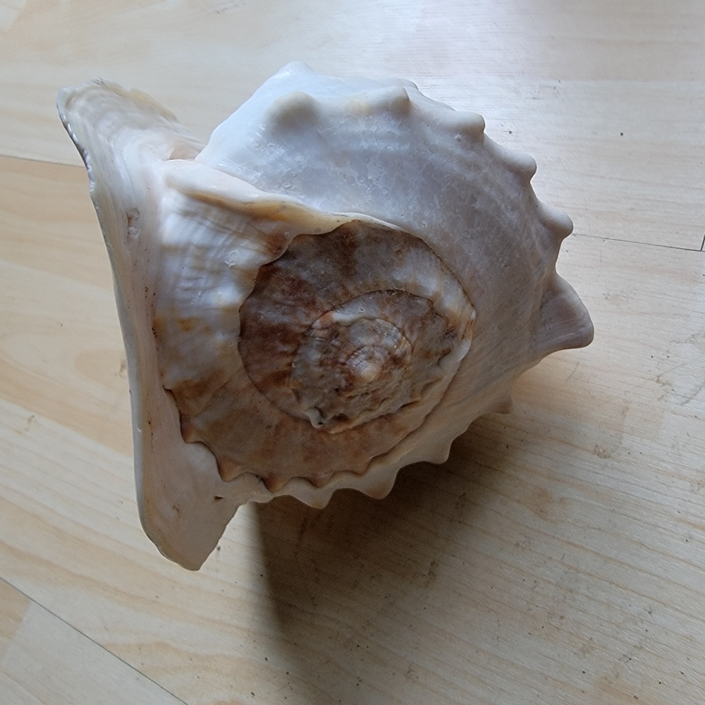 Large Beach Seashell Tan and Brown Cowrie Shell Decor Accent - Picture 3 of 9